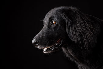 Black Flat-Coated Retriever Portrait on Black Background