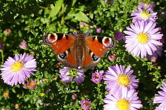 Peacock butterfly on purple aster flowers in garden