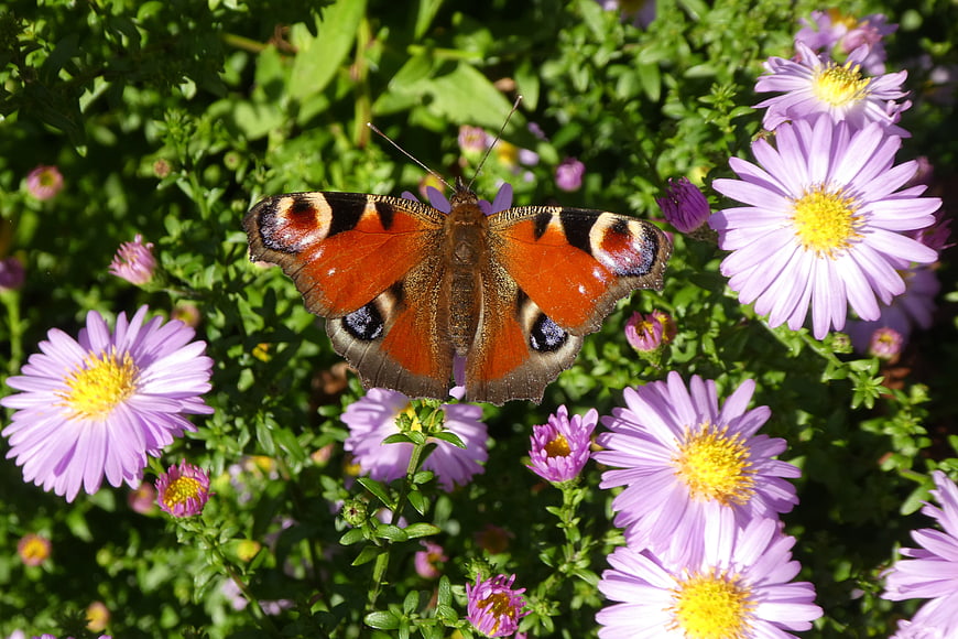 Peacock butterfly on purple aster flowers in garden