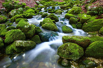 Mossy Rocks in a Flowing Forest Stream