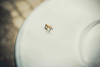 Honeybee resting on a white ceramic surface