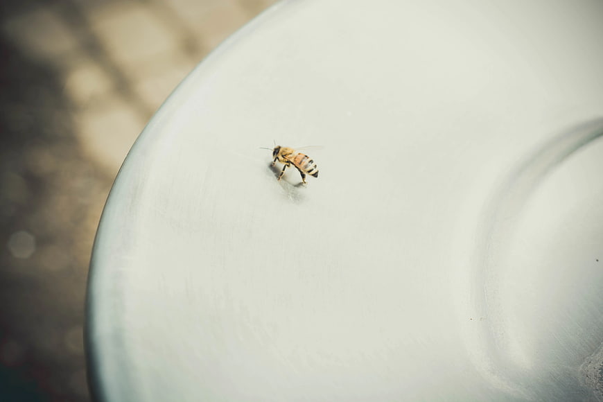 Honeybee resting on a white ceramic surface