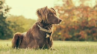 Chocolate Labrador Retriever Sitting in Autumn Grass