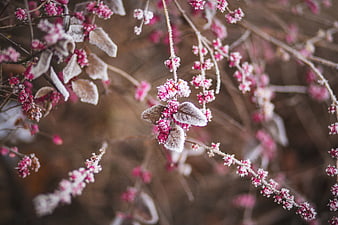 Frosted Pink Berries and Leaves on Winter Branches
