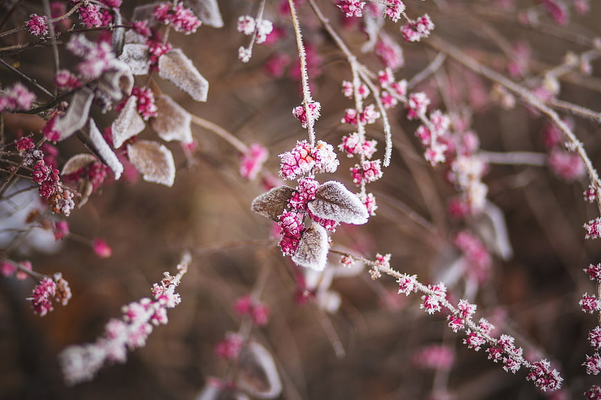 Frosted Pink Berries and Leaves on Winter Branches