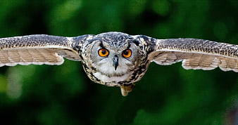 Eagle Owl Flying Front View with Intense Orange Eyes
