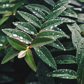 Close-up of green leaves with raindrops