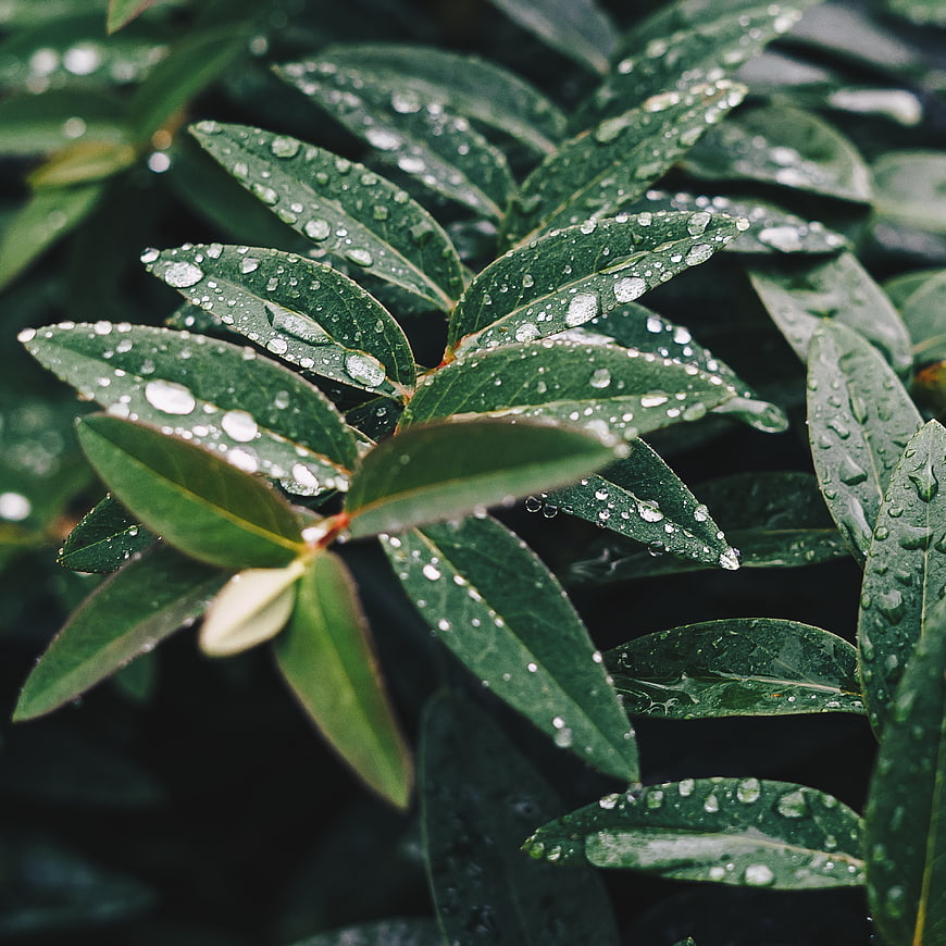 Close-up of green leaves with raindrops