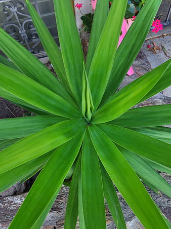 Top-down view of vibrant green yucca plant leaves
