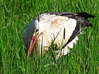 White stork foraging in tall green grass