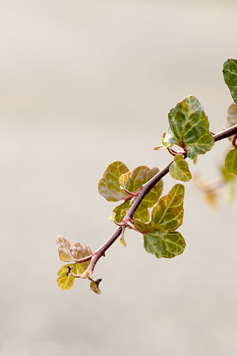 Close-up of green ivy branch with blurred background