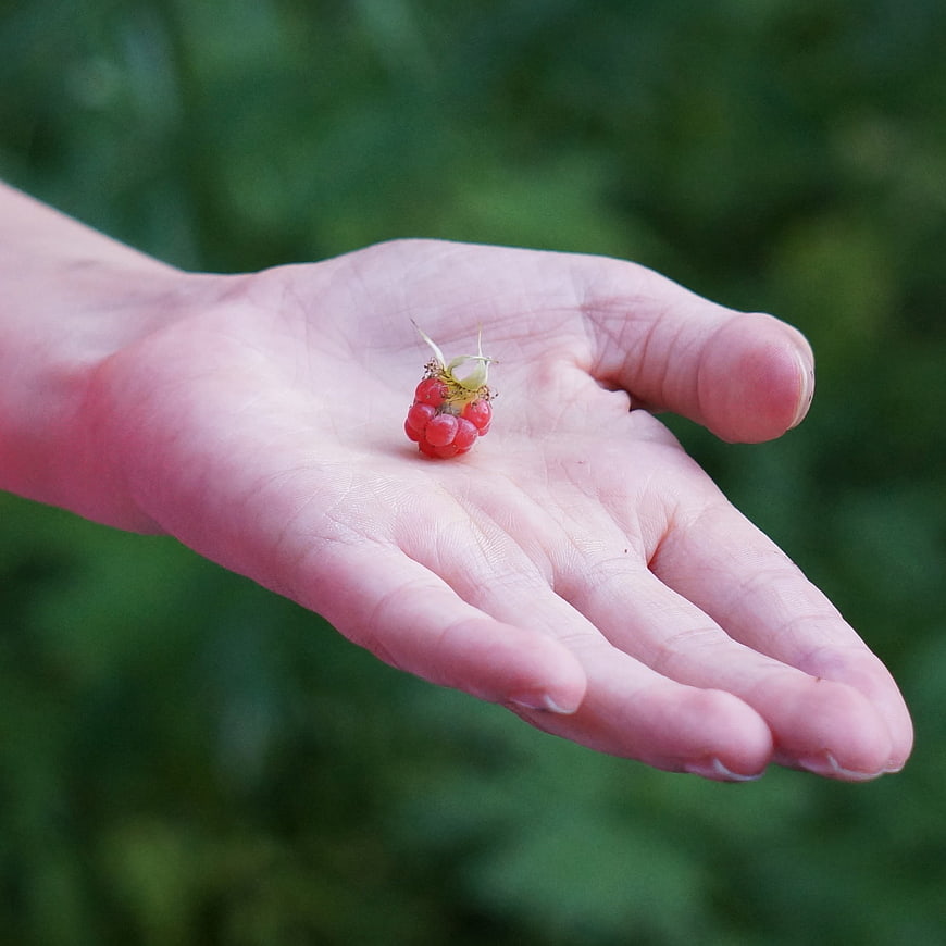 Hand holding a single red raspberry against green background
