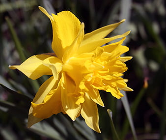 Close-up of a vibrant yellow daffodil flower in spring