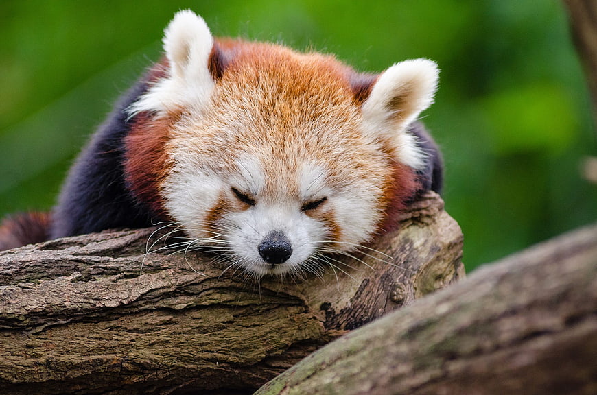 Sleeping Red Panda Resting on Tree Branch
