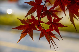 Vibrant Red Maple Leaves Backlit by Sun in Autumn