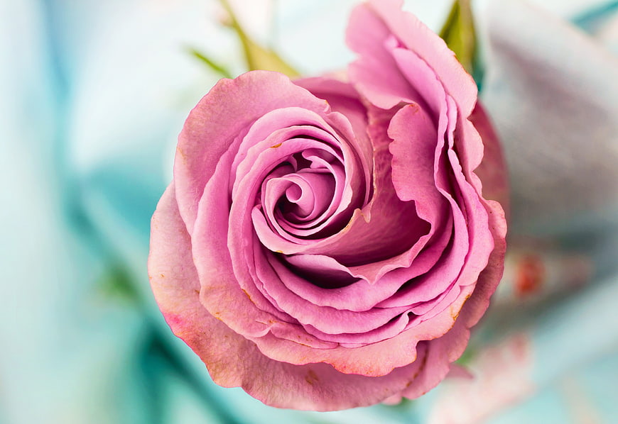 Close-up of a pink rose with soft blue background