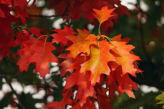 Vibrant Red and Orange Autumn Oak Leaves Close Up