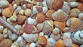 Close-up of assorted seashells and marine shells in warm earthy tones