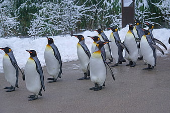 King penguins walking in a snowy zoo enclosure