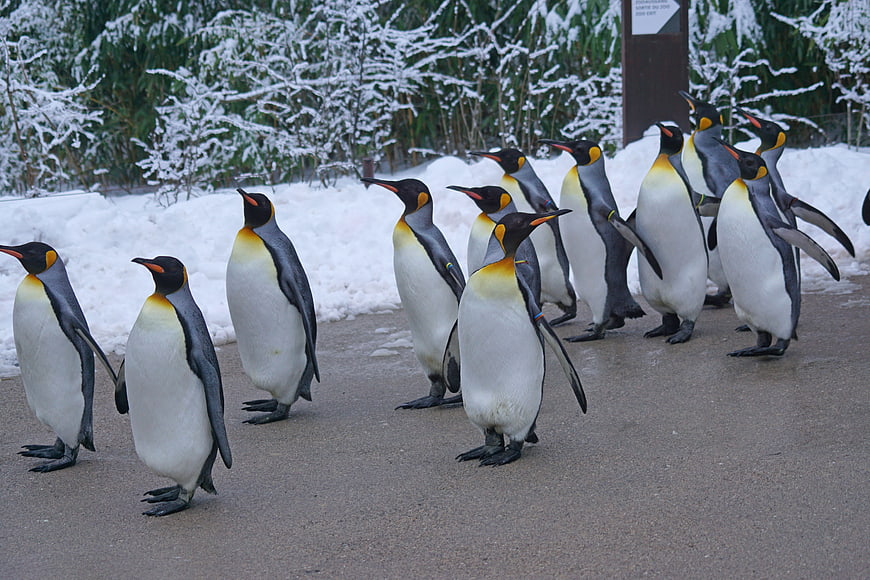King penguins walking in a snowy zoo enclosure
