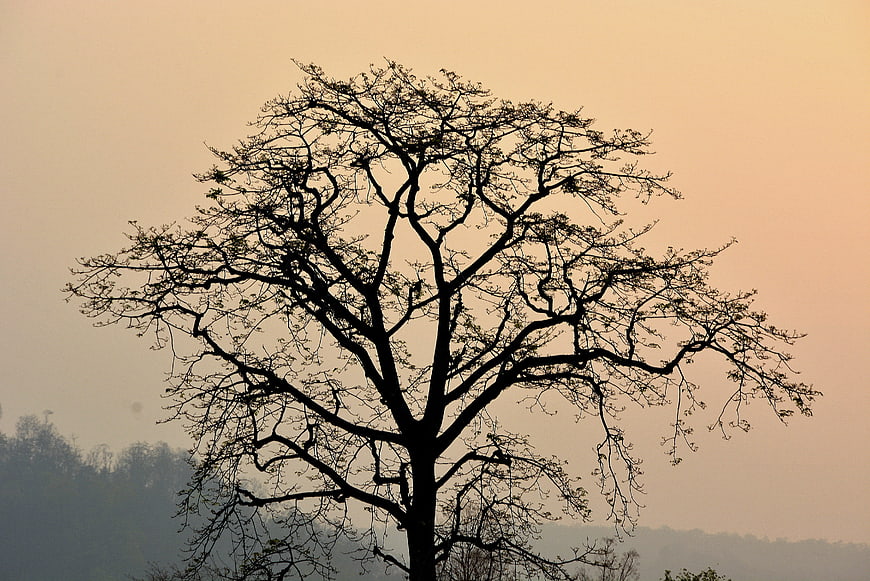 Silhouette of a bare tree against a hazy sunset sky