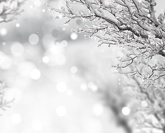 Snowy Tree Branches with Bokeh Background