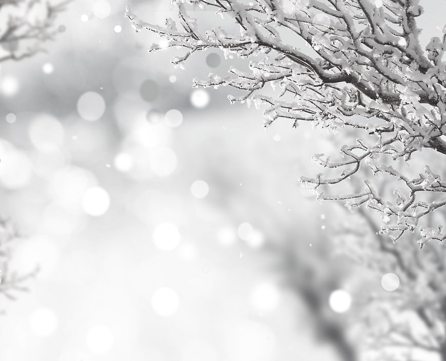 Snowy Tree Branches with Bokeh Background