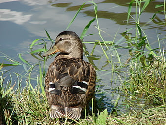 Female Mallard Duck Sitting in Grass by Water