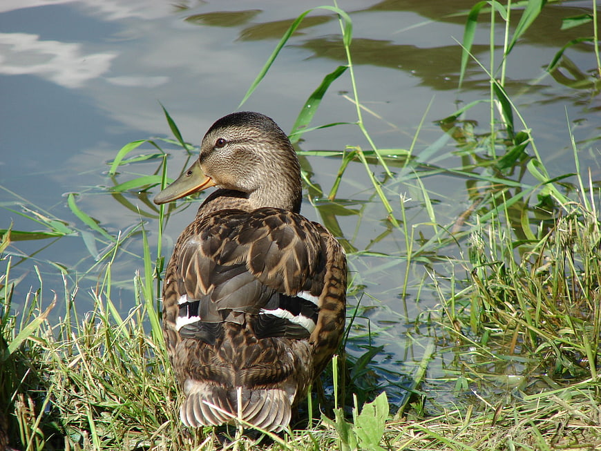 Female Mallard Duck Sitting in Grass by Water