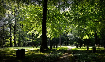 Sunlit Forest Path with Wooden Crosses in Green Woods