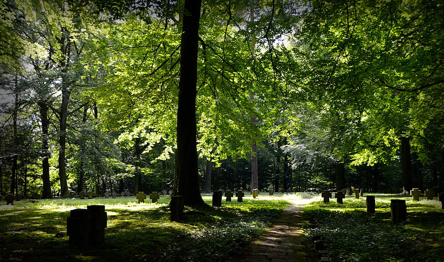 Sunlit Forest Path with Wooden Crosses in Green Woods