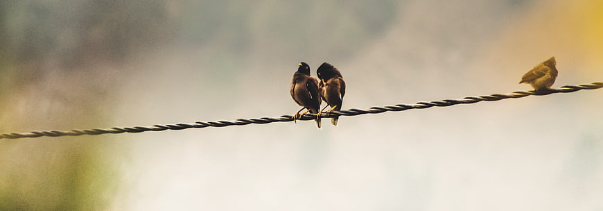 Three birds perched on a twisted wire against a soft background
