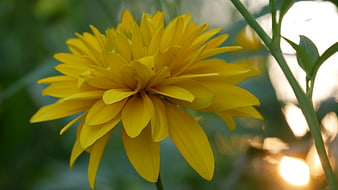Close-up of vibrant yellow flower in sunlight