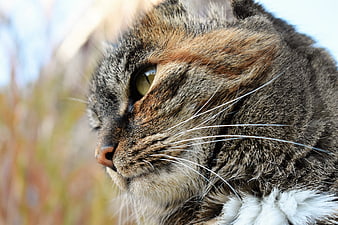 Close-up Profile of Brown Tabby Cat with Green Eyes