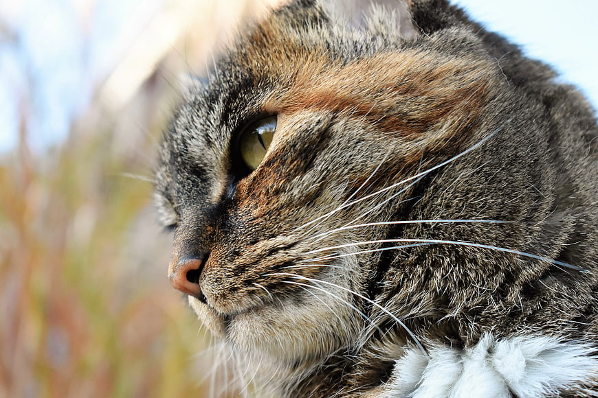 Close-up Profile of Brown Tabby Cat with Green Eyes