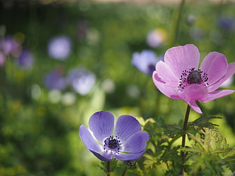 Pink and purple anemone flowers in a sunny garden