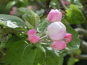 Close-up of pink apple blossoms on a tree branch