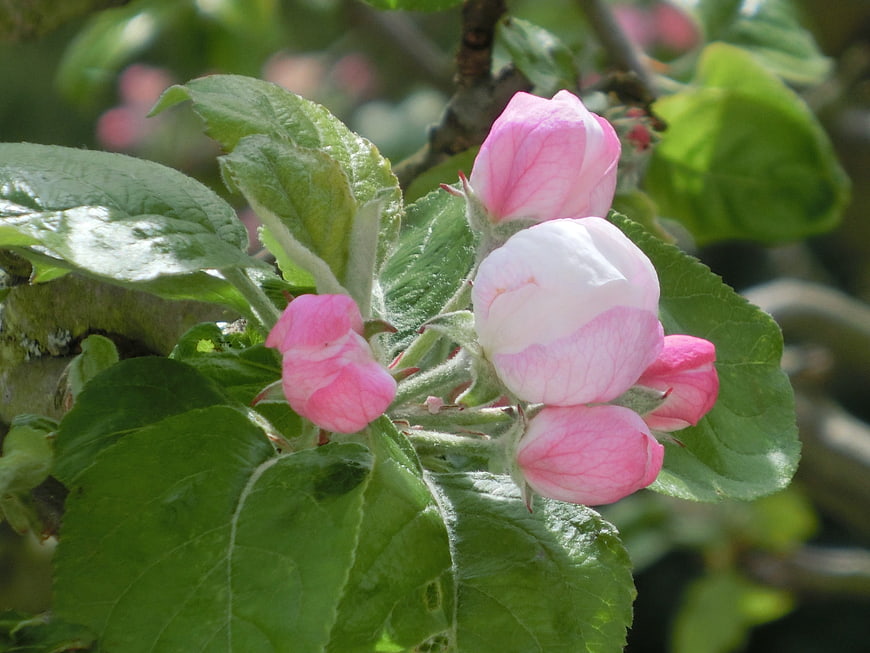 Close-up of pink apple blossoms on a tree branch