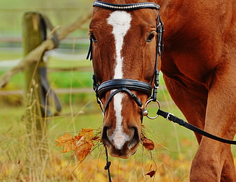 Chestnut Horse with Bridle Eating Autumn Leaves