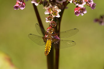 Yellow Dragonfly Perched on Pink Wildflowers