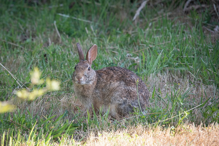 Brown Rabbit Sitting in Green Grass Field