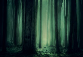 Mystical Dark Forest With Foggy Green Light