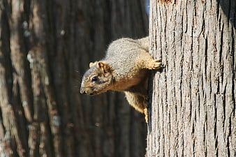 Close-up of a squirrel clinging to a tree trunk