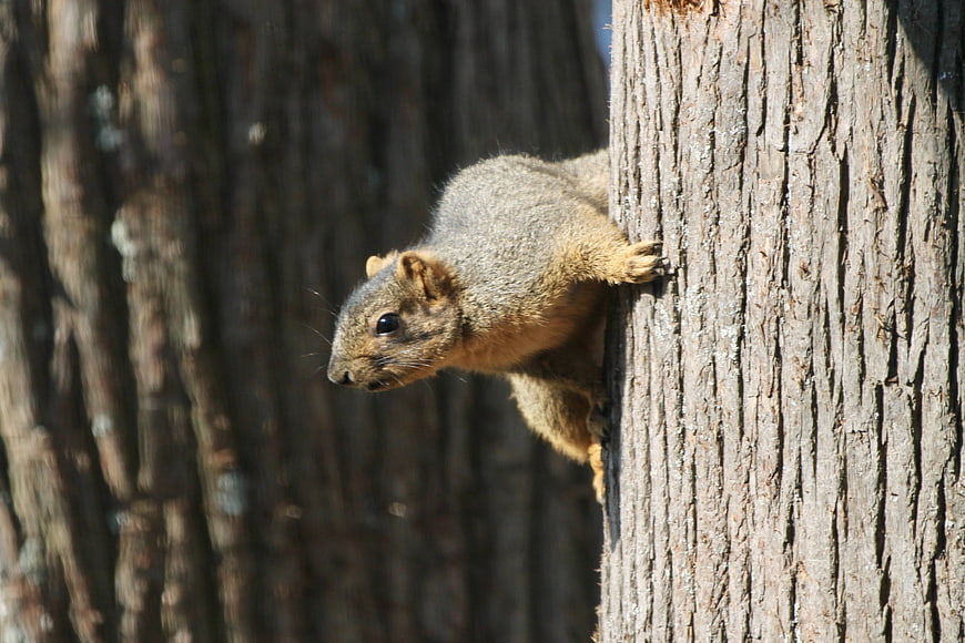 Close-up of a squirrel clinging to a tree trunk