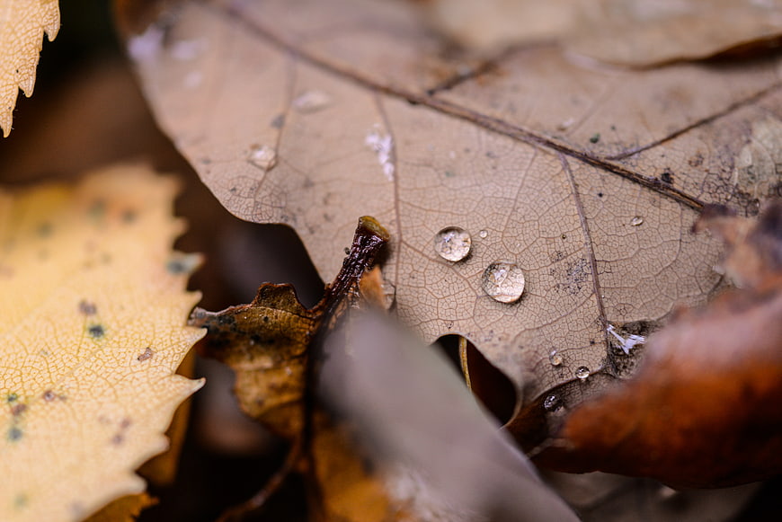 Macro shot of water droplets on a textured autumn oak leaf