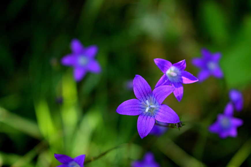 Close-up of purple bellflowers in a green meadow
