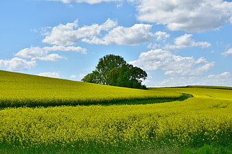 Vibrant Yellow Rapeseed Field Rolling Hills Blue Sky