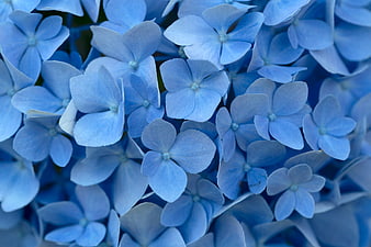 Close-up of vibrant blue hydrangea flowers