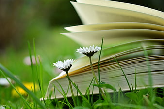 Open book with daisies in green grass