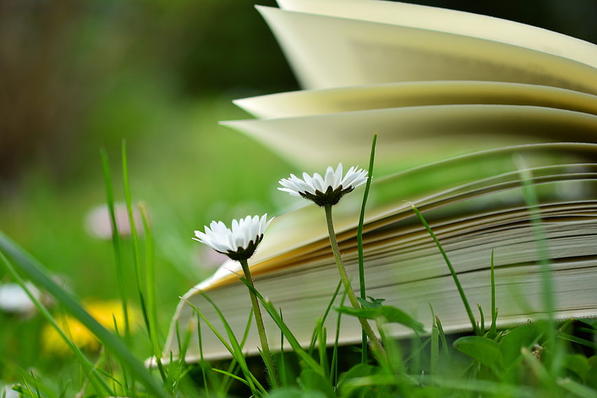 Open book with daisies in green grass
